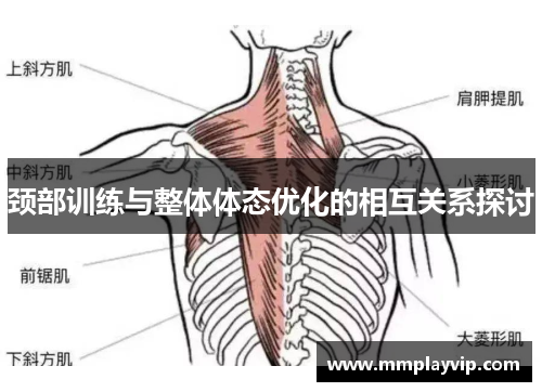 颈部训练与整体体态优化的相互关系探讨